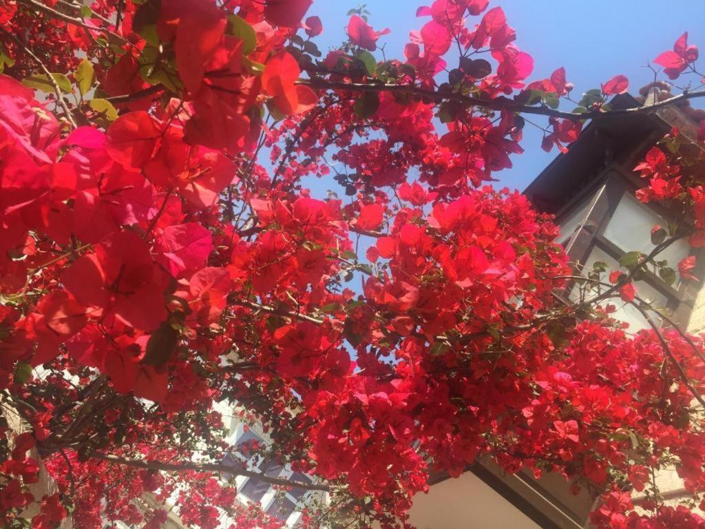 Alayaz Hotel Alacatı Bagian luar foto