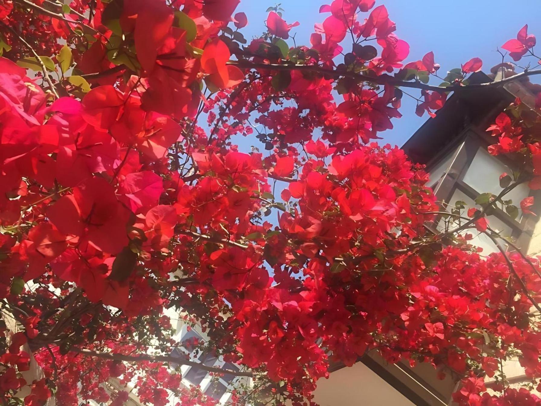 Alayaz Hotel Alacatı Bagian luar foto